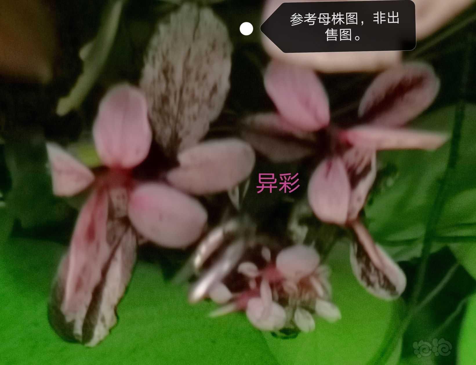 【水草】2022-05-24#RMB拍卖#变异辣椒榕一小头-图4