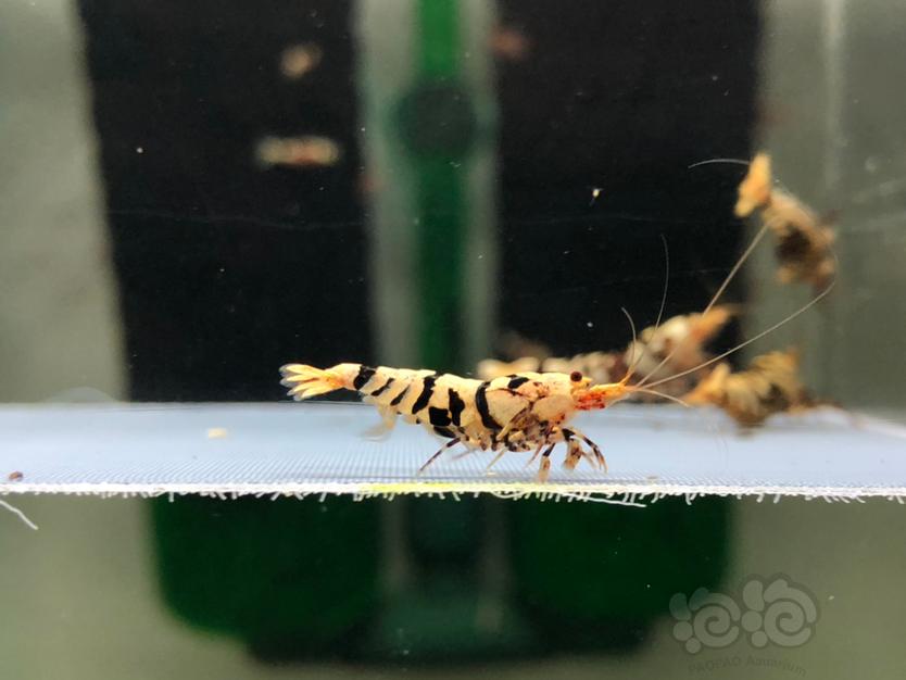 【虾】2022-5-25#RMB拍黑花虎繁殖组水晶虾一份5只。-图1