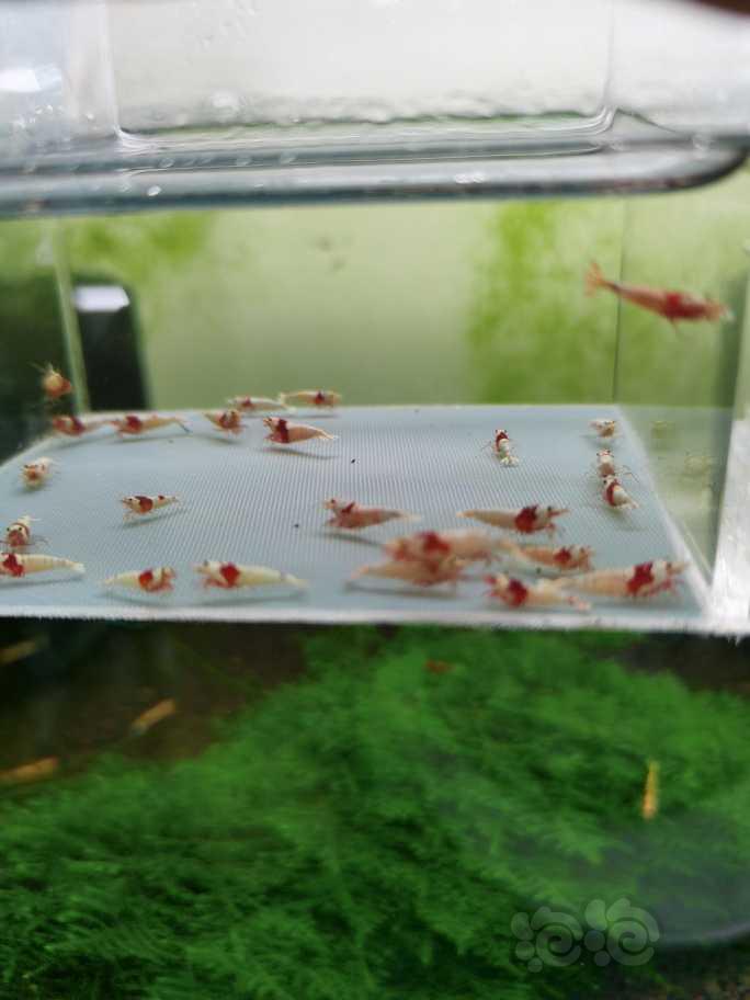 【虾】2022-5-26#RMB拍卖纯血红白水晶虾30只-图2