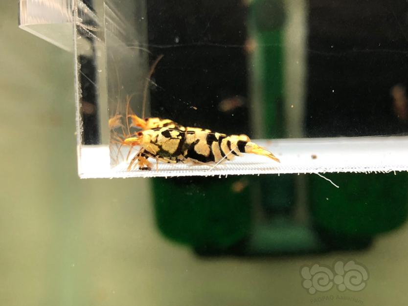 【虾】2022-5-25#RMB拍黑花虎繁殖组水晶虾一份5只。-图4