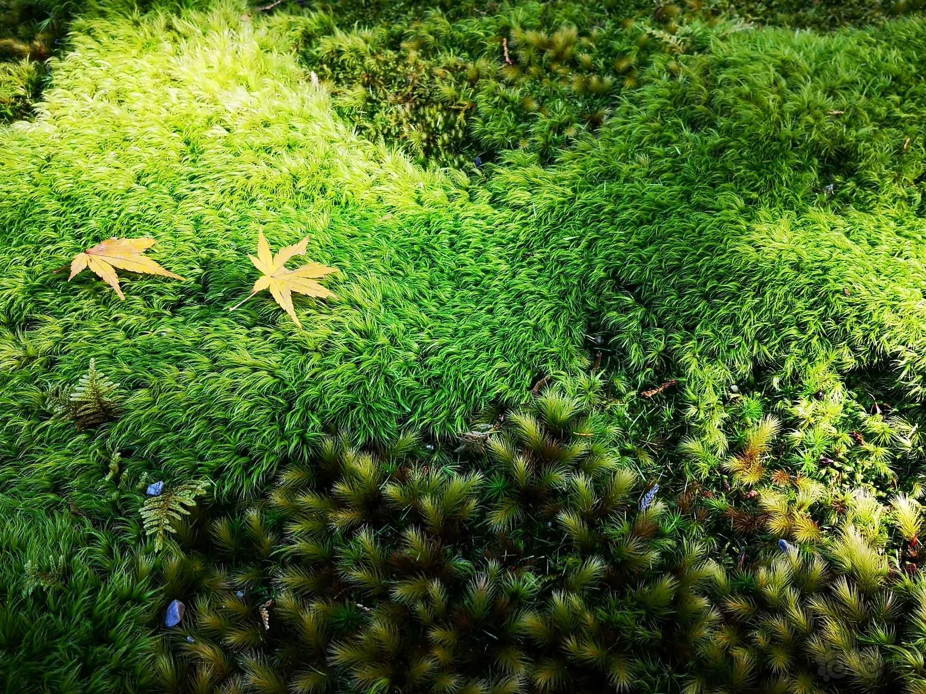 【苔藓】19年还不知这些能养，这是自然环境下生长的。看到时感觉好神奇-图4