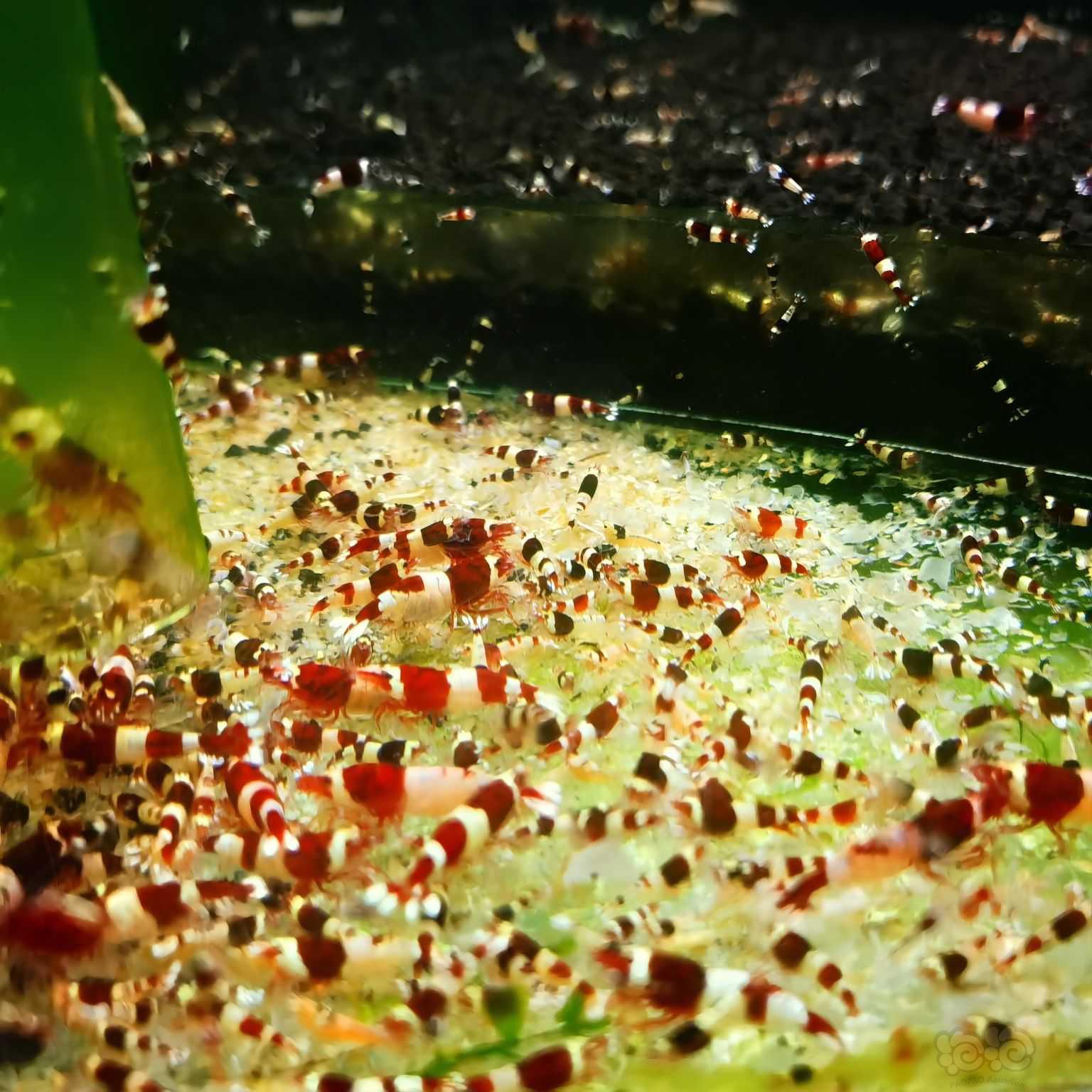 【虾螺】出酒红水晶虾-图5