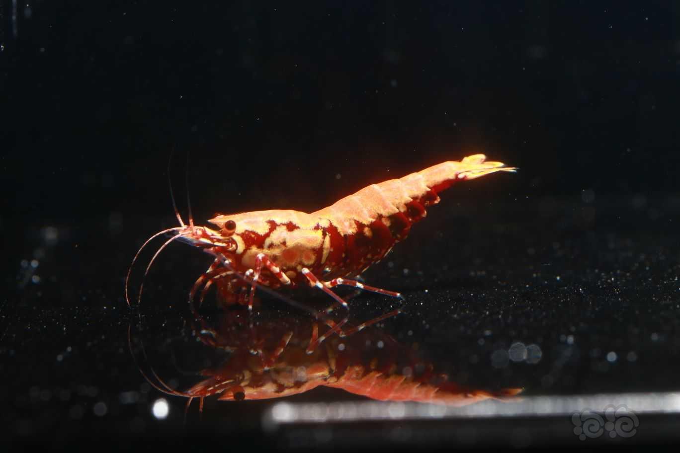 【虾】2022-05-28#RMB拍卖红银河红莽型母虾1只-图3