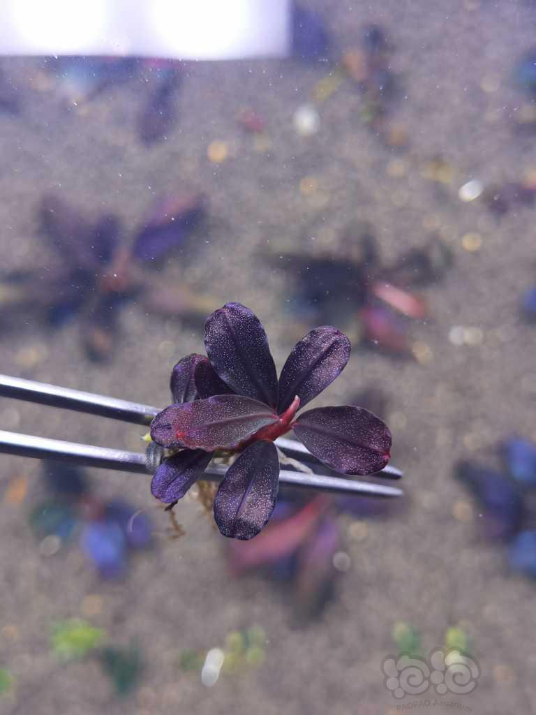 【水草】2022-05-26#RMB拍卖#拍卖一颗紫爵-图3