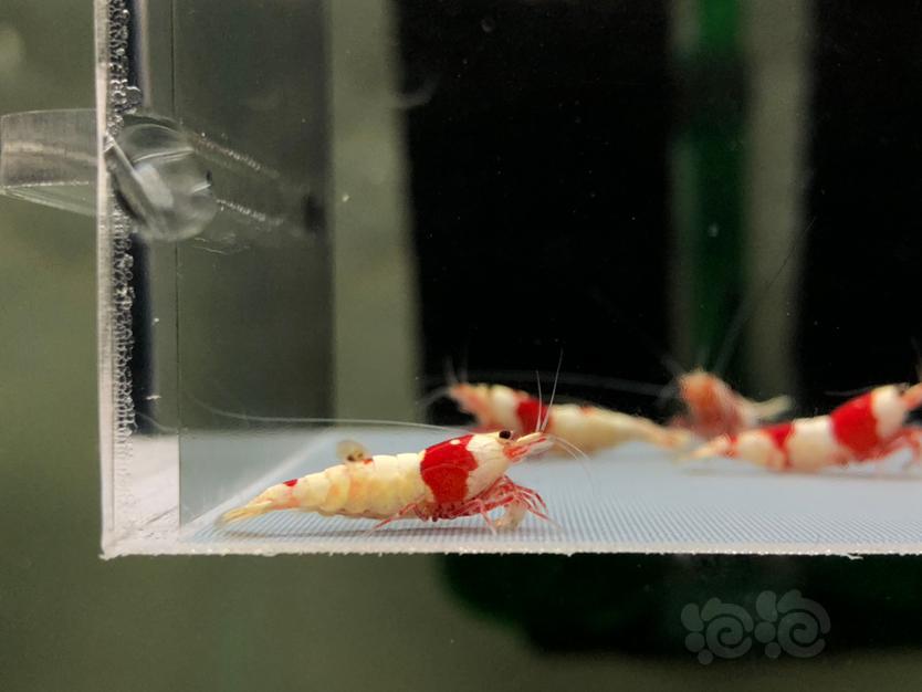 【虾】2022-5-23#RMB拍红白水晶虾一份5只。-图6