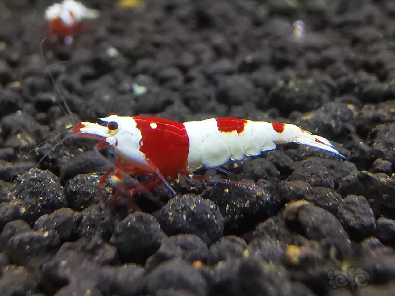 【水晶虾】出两个精品红白苗子1.0左右公母不分-图3