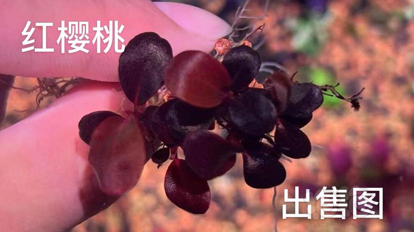 【水草】2022-5-23#RMB拍卖#红樱桃小丛-图1