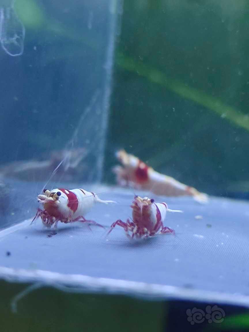 【水晶虾】水晶虾-图8
