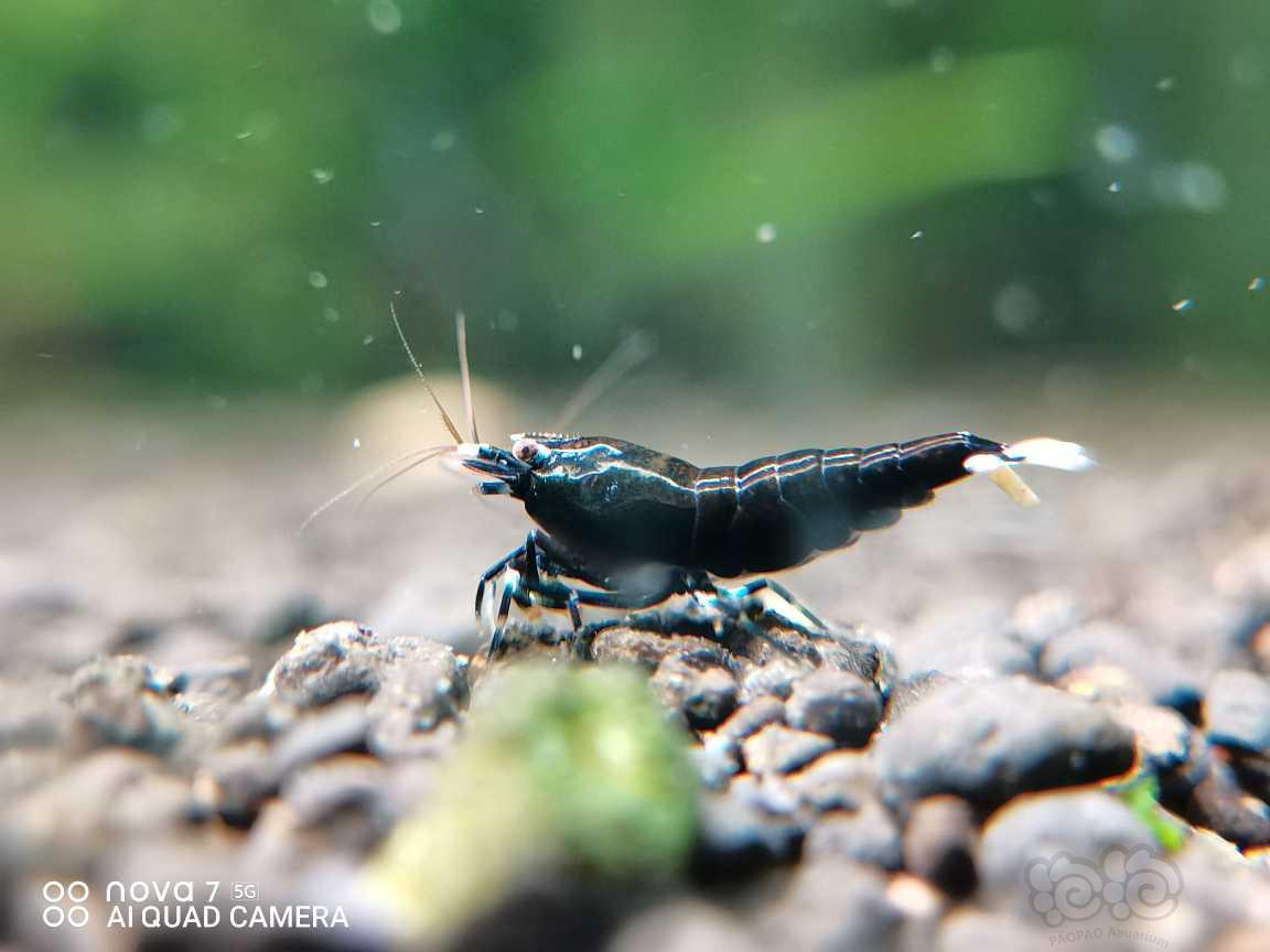 【虾】2022-5-18#RMB拍卖黑花虎水晶虾一份5只-图4