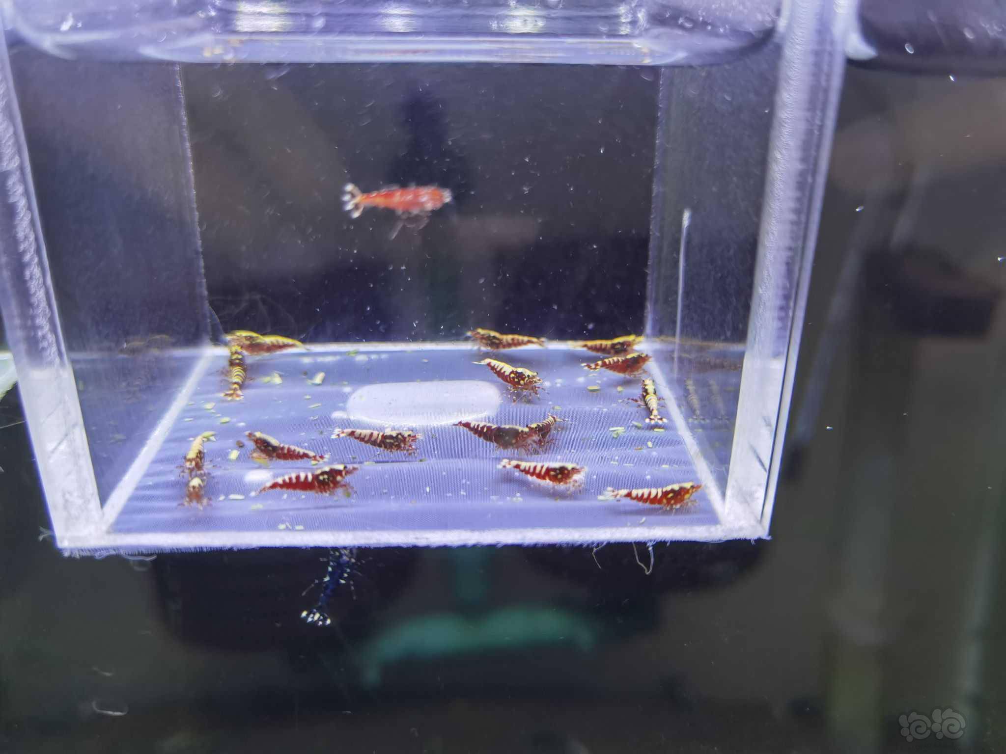 疫情好转,出两组红银河水晶虾-图7