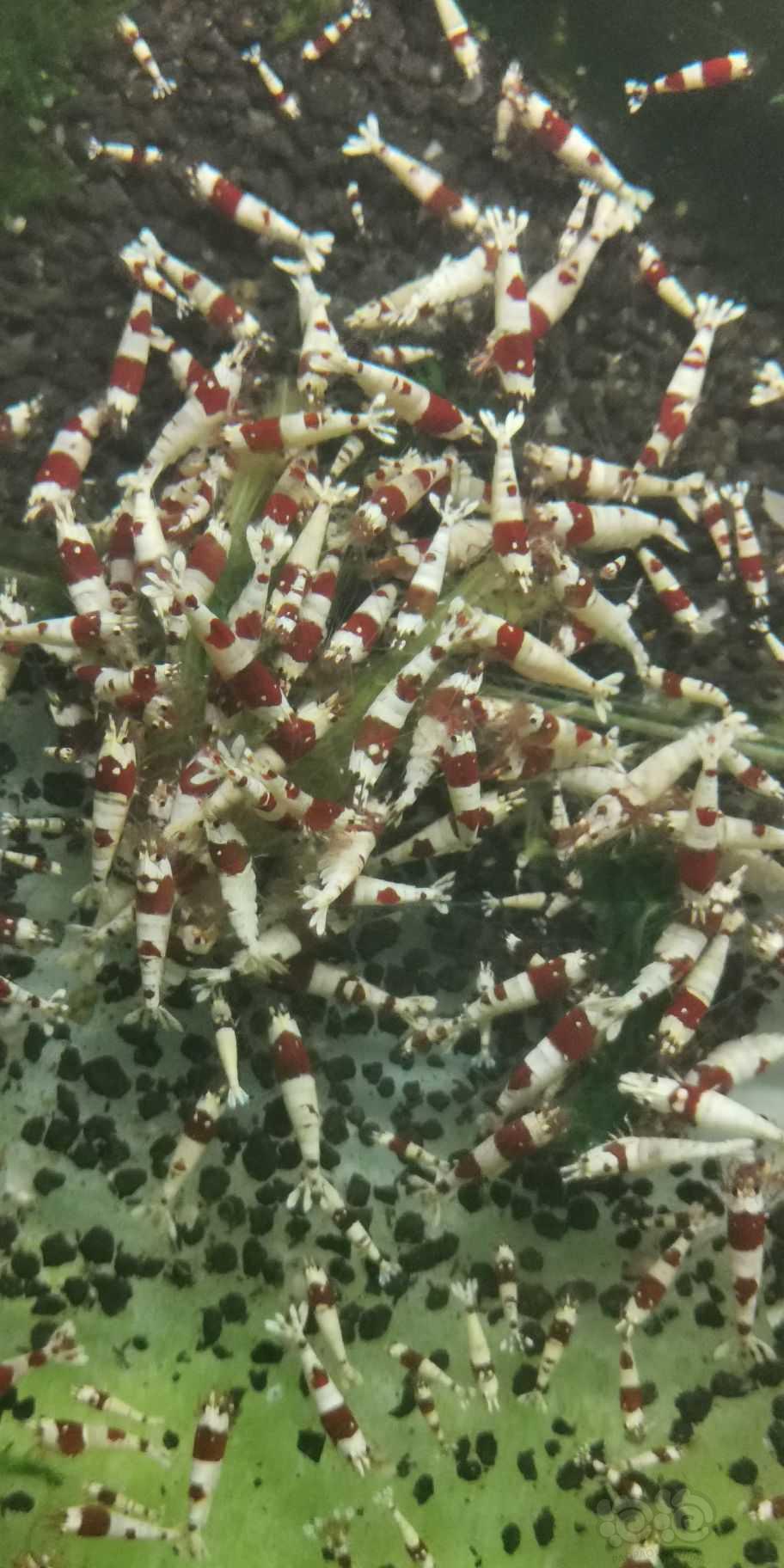 纯血水晶虾-图1