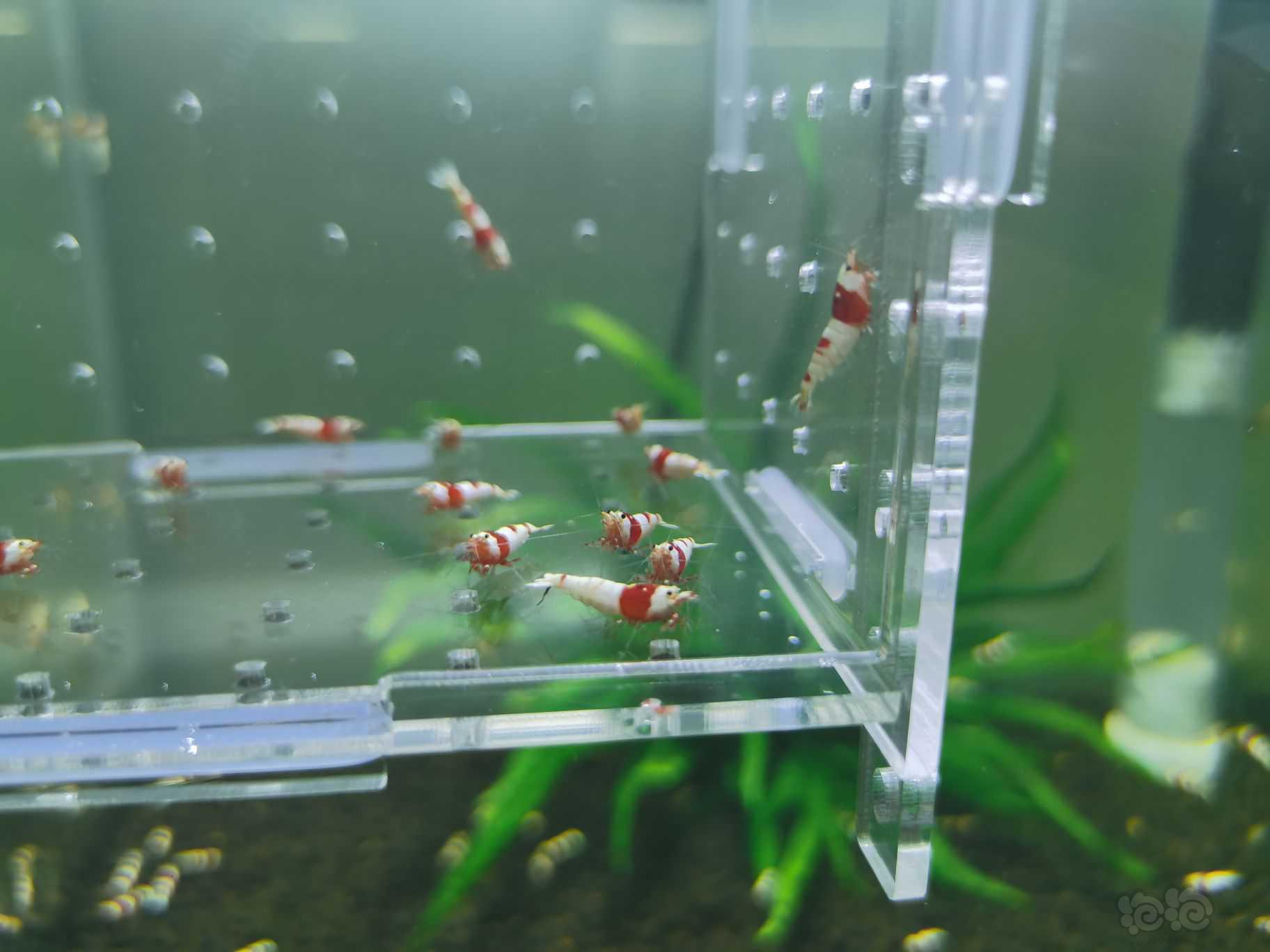 【水晶虾】出一份20只纯血红白水晶虾-图2