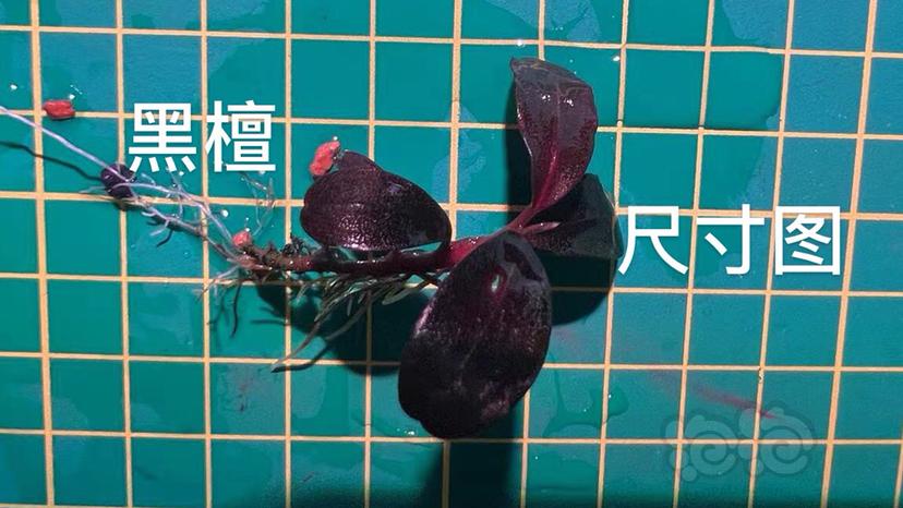 【水草】2022-5-23#RMB拍卖#琉璃丛黑檀小头-图6