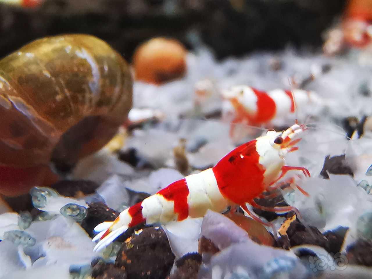 红白3段幼虾-图6