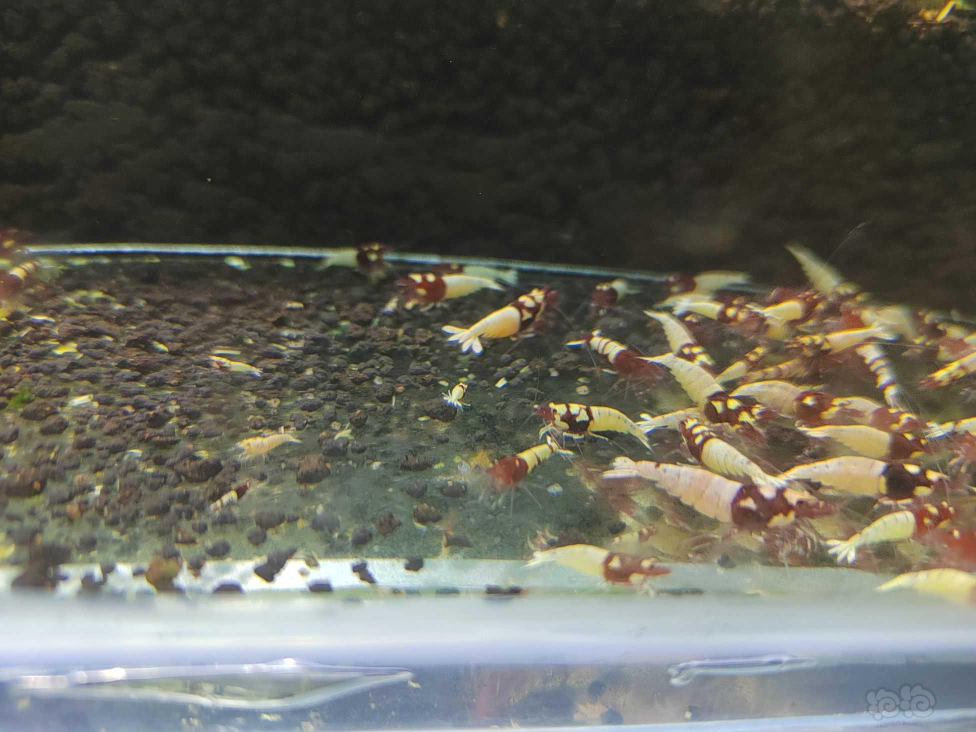 【水晶虾】出洞头、蓝金刚、纯血红白水晶虾-图12