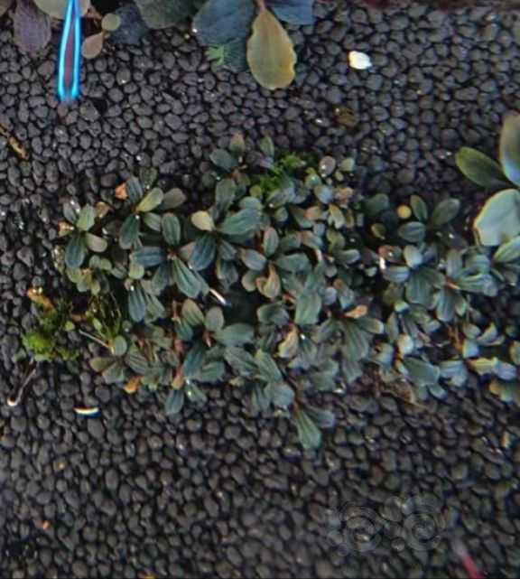 青木蕨，辣椒，阿根廷皇冠-图5