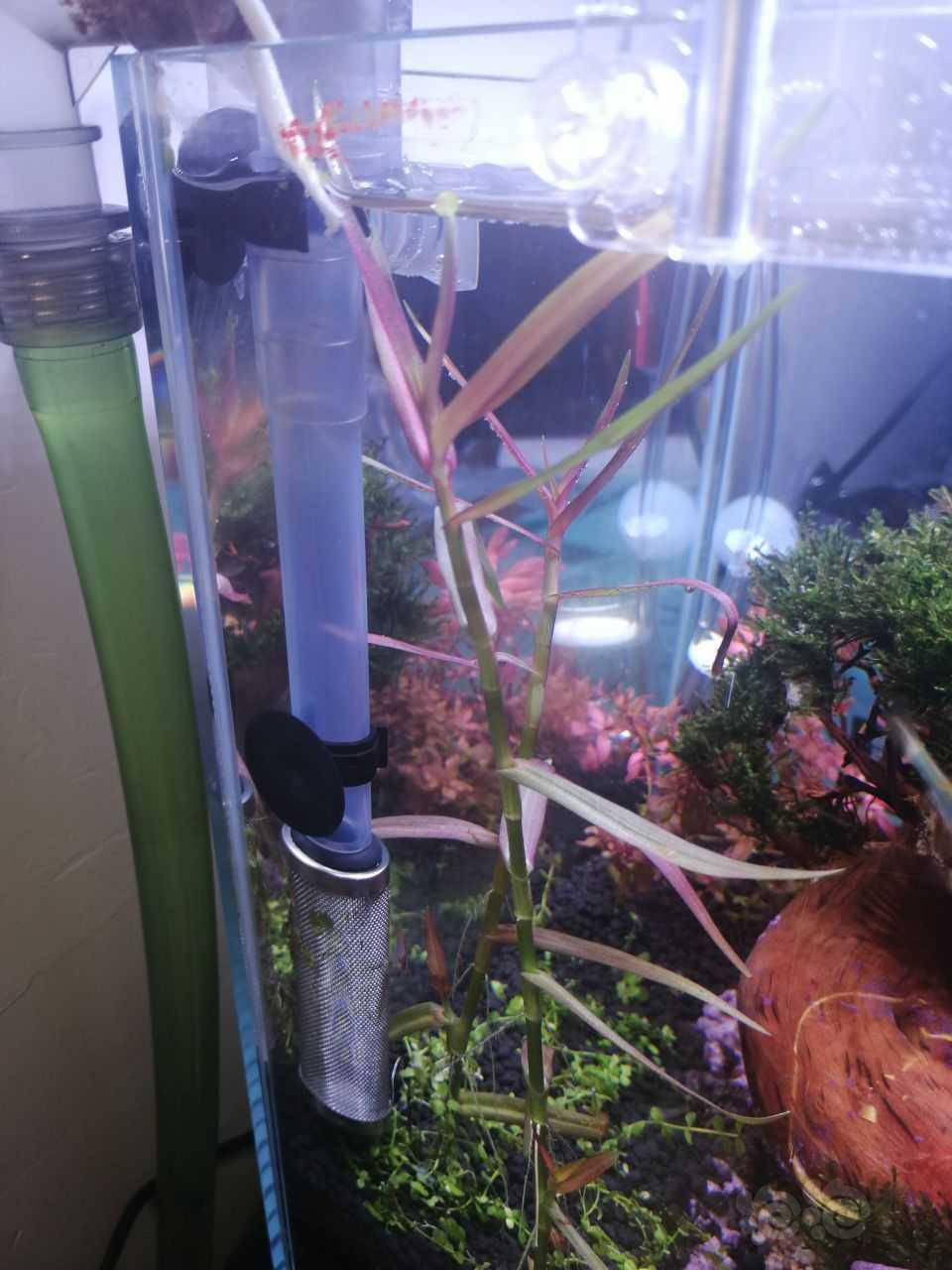 这是什么水草啊 泡泡水族