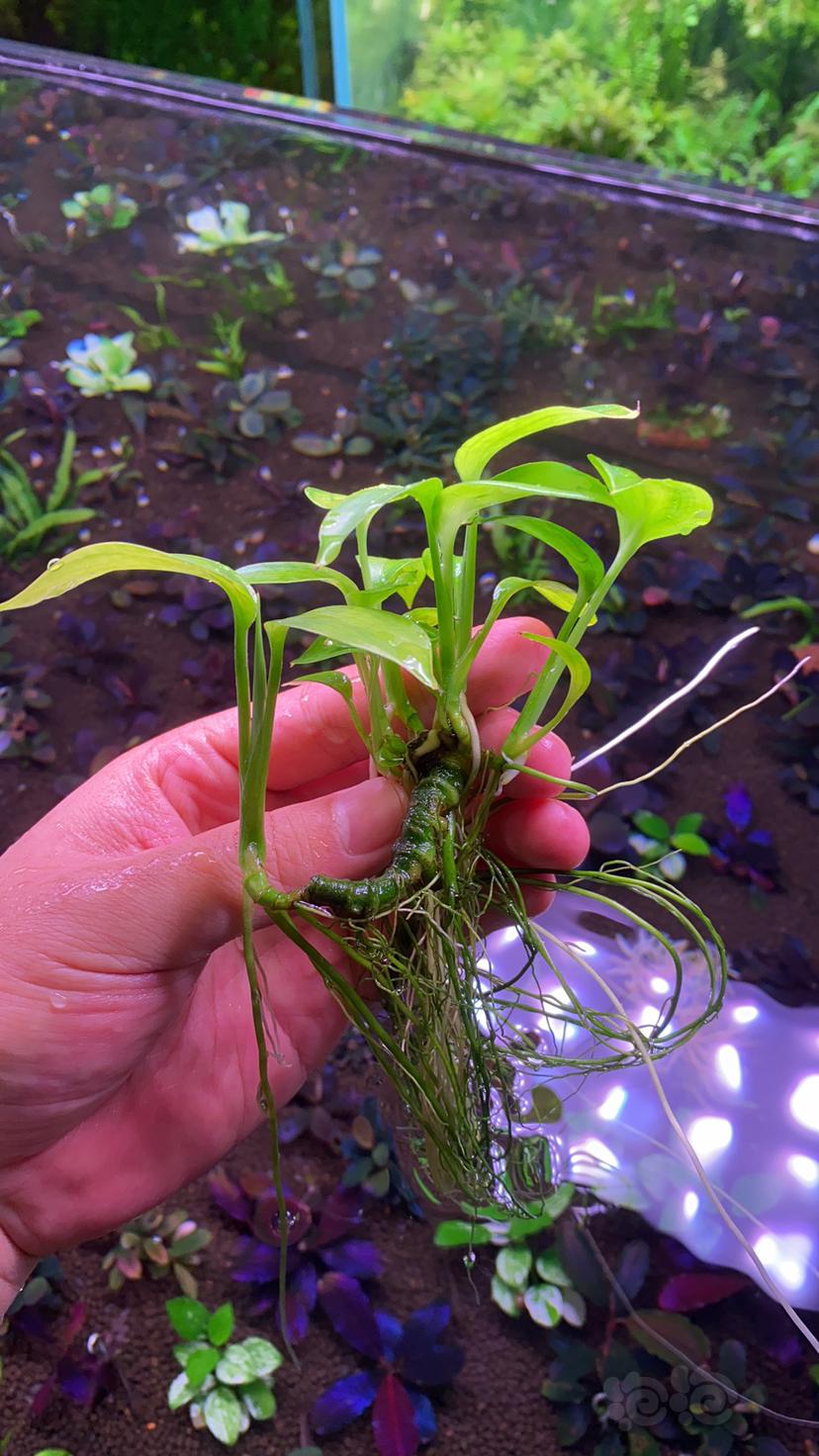 山崎桂，精品繁殖丛，一根主茎爆满-图2