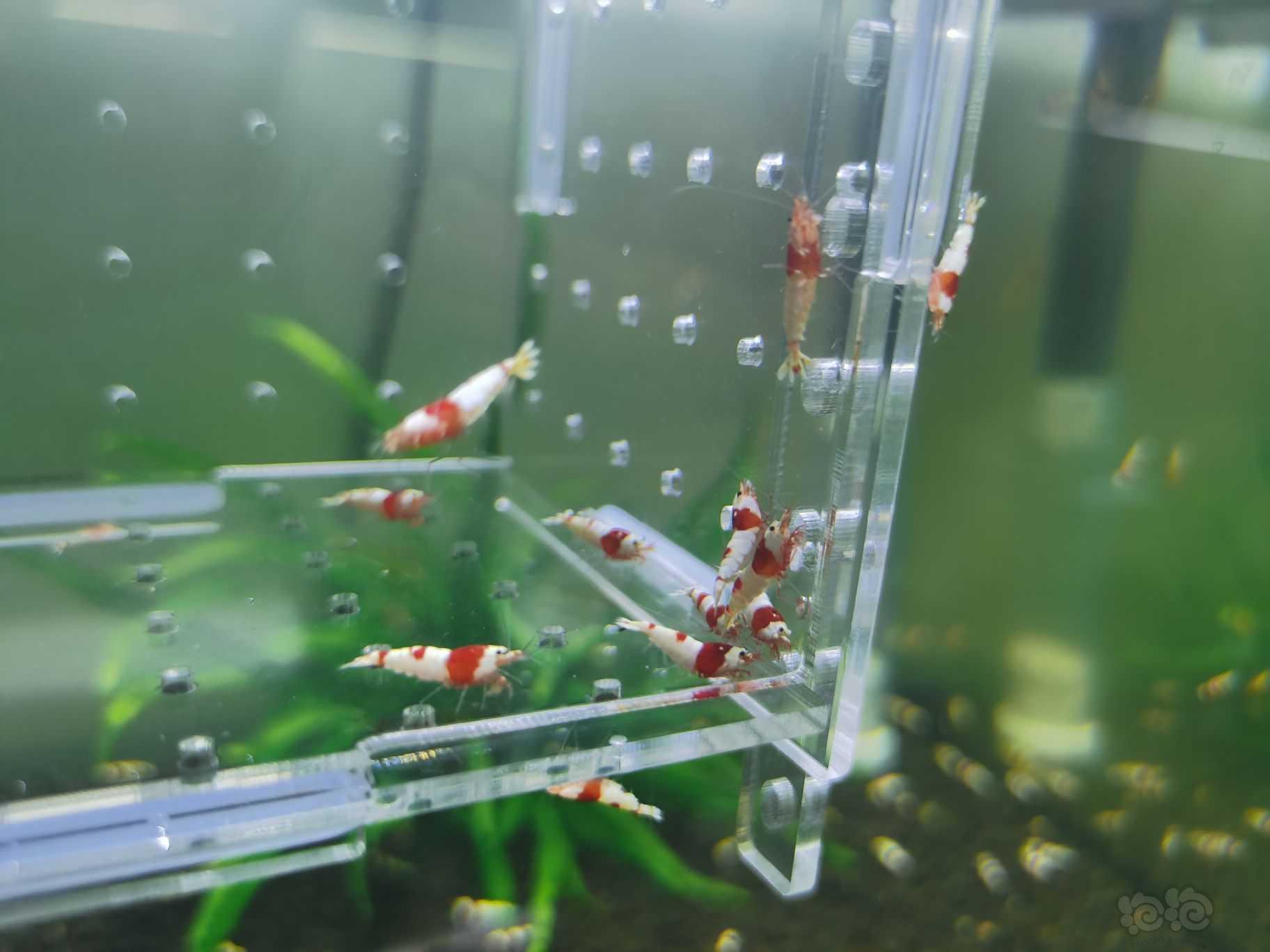 【水晶虾】出一份20只纯血红白水晶虾-图3
