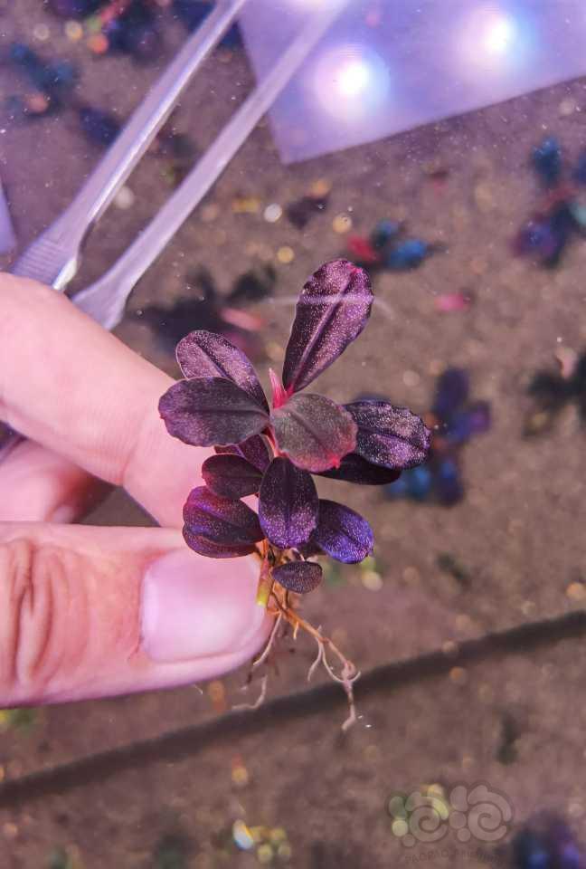 【水草】2022-05-26#RMB拍卖#拍卖一颗紫爵-图2