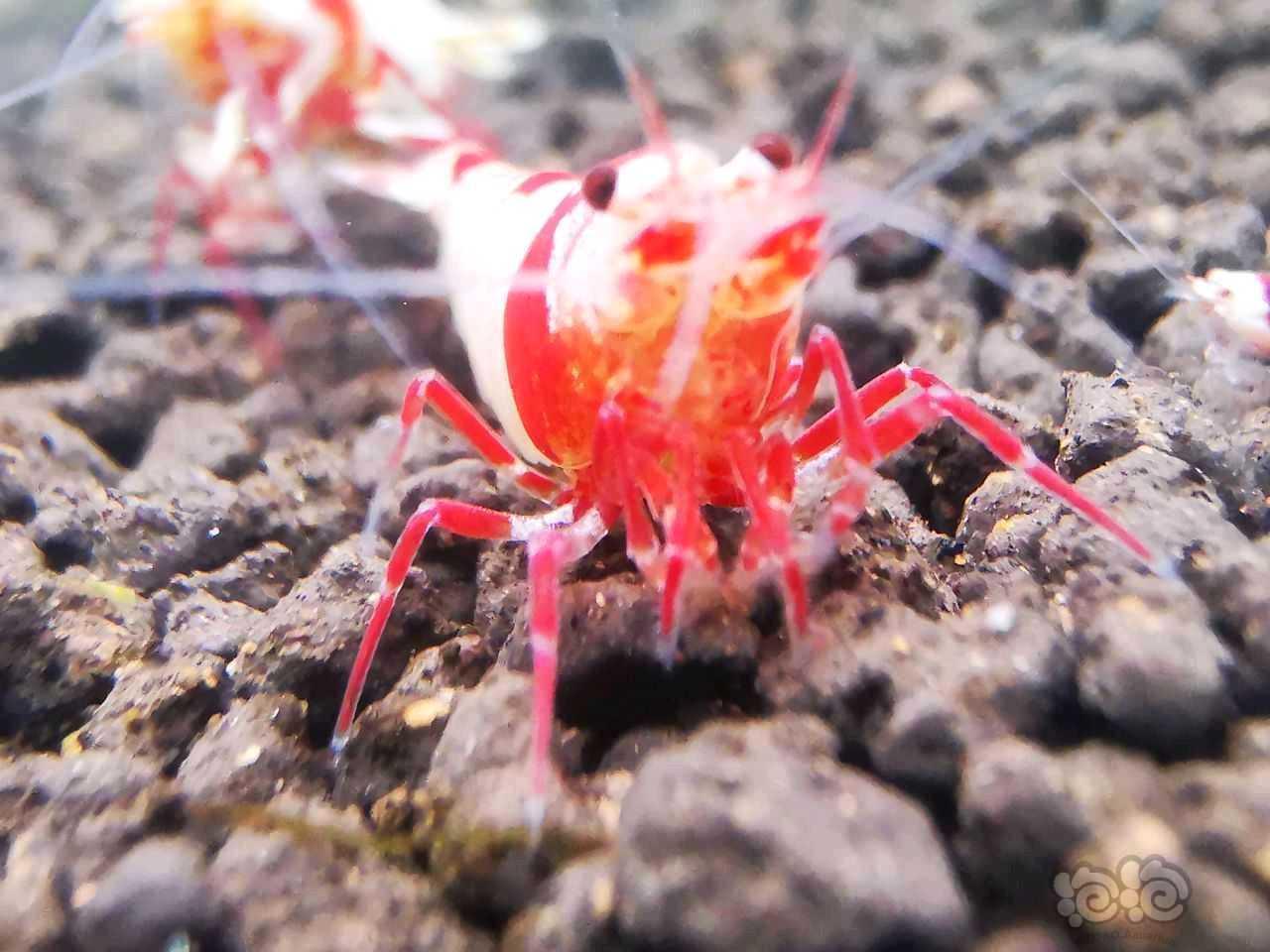 【水晶虾】出红爪系统红白-图1