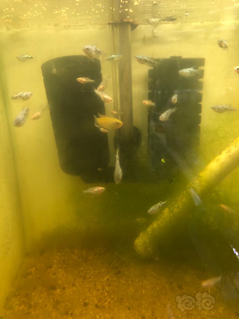 【斗鱼】曼龙鱼真的是太能生了，满满一缸鱼苗-图2