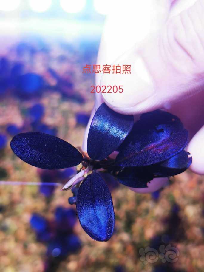 【水草】2022-05-23#RMB拍卖#19野株一壮株-图1
