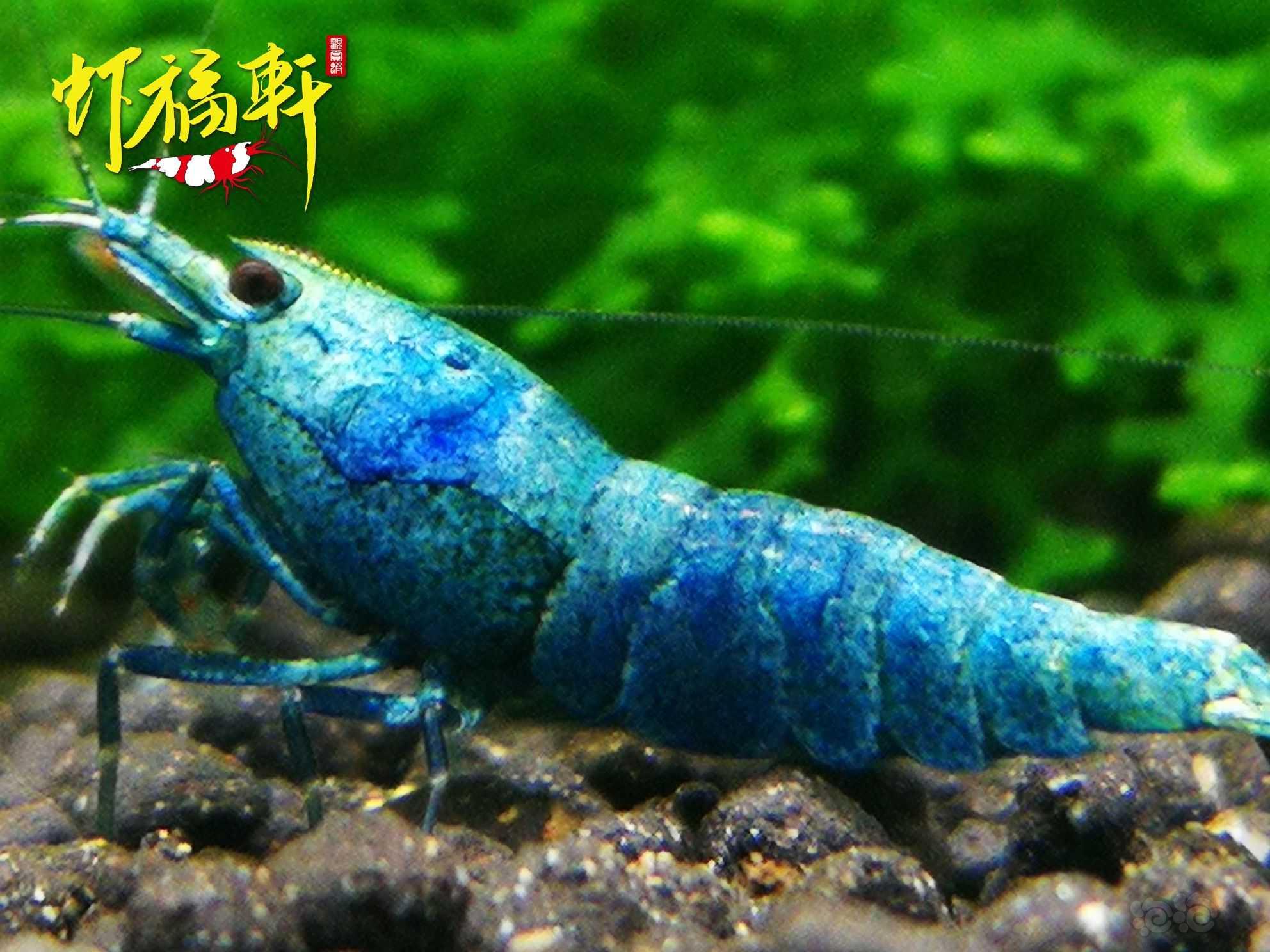 【虾】2022-05-30#RMB拍卖#蓝金刚繁殖组5只-图5