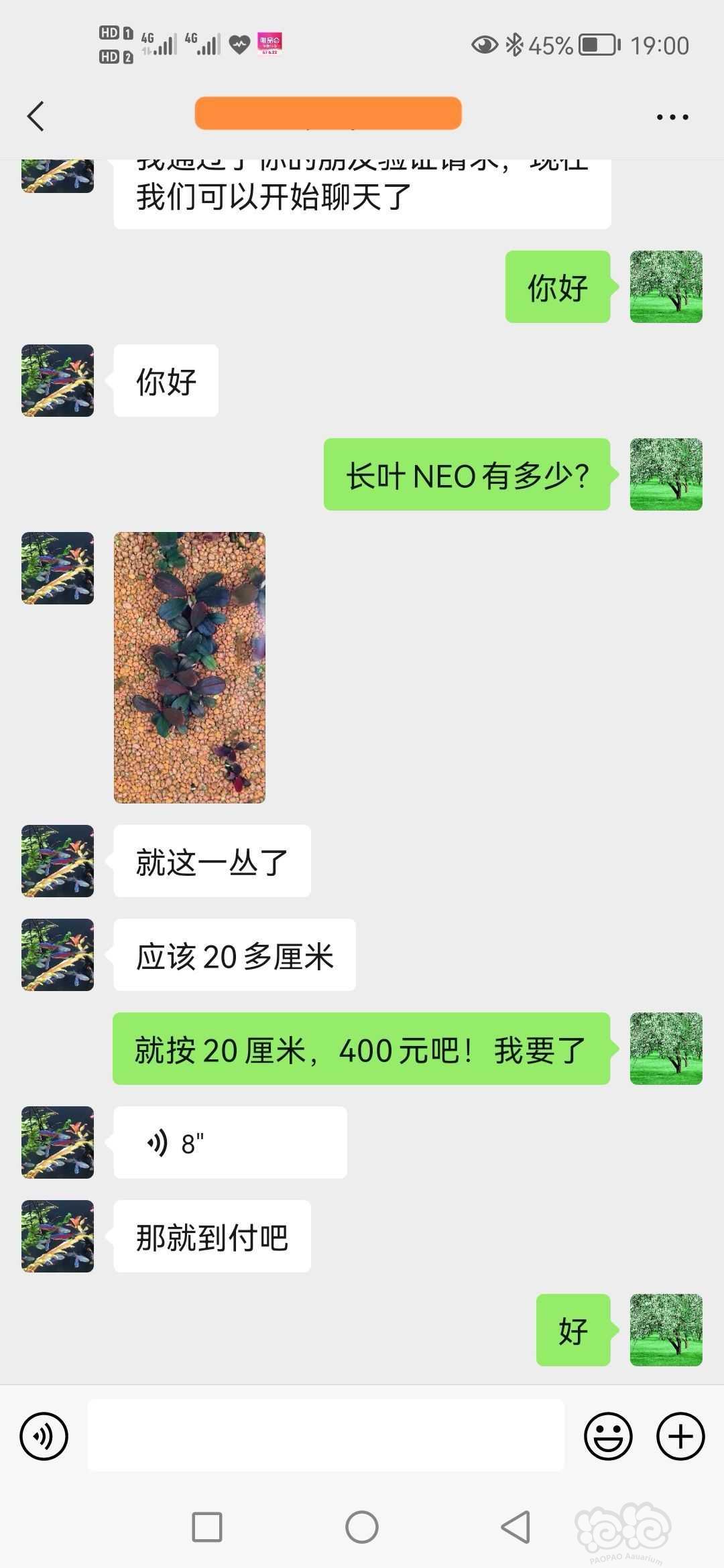 【辣椒榕】长叶NEO一丛，420元到付-图7