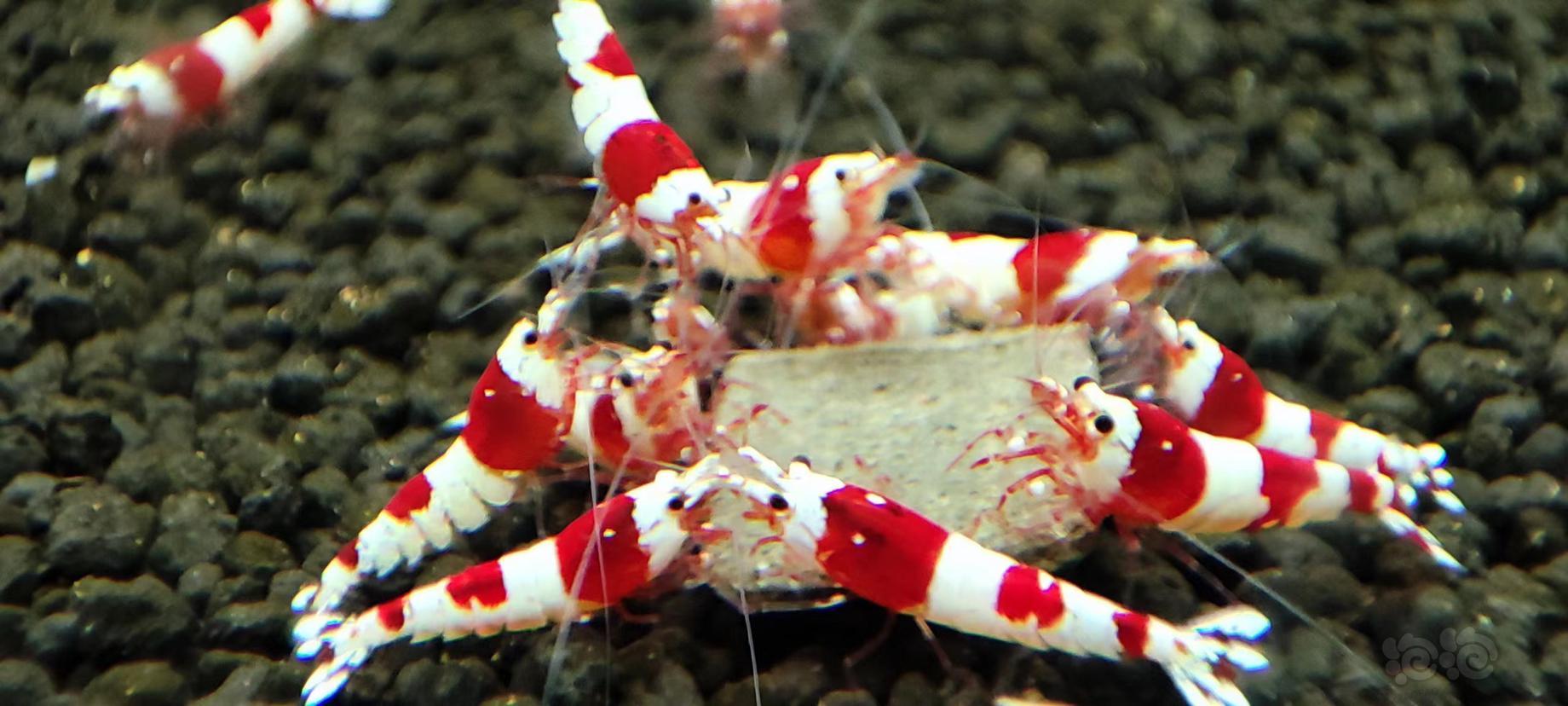 【水晶虾】红白清缸-图4