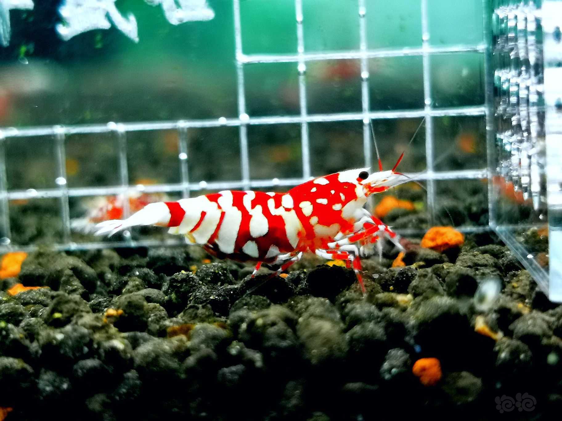 红花虎抱蛋母虾-图3