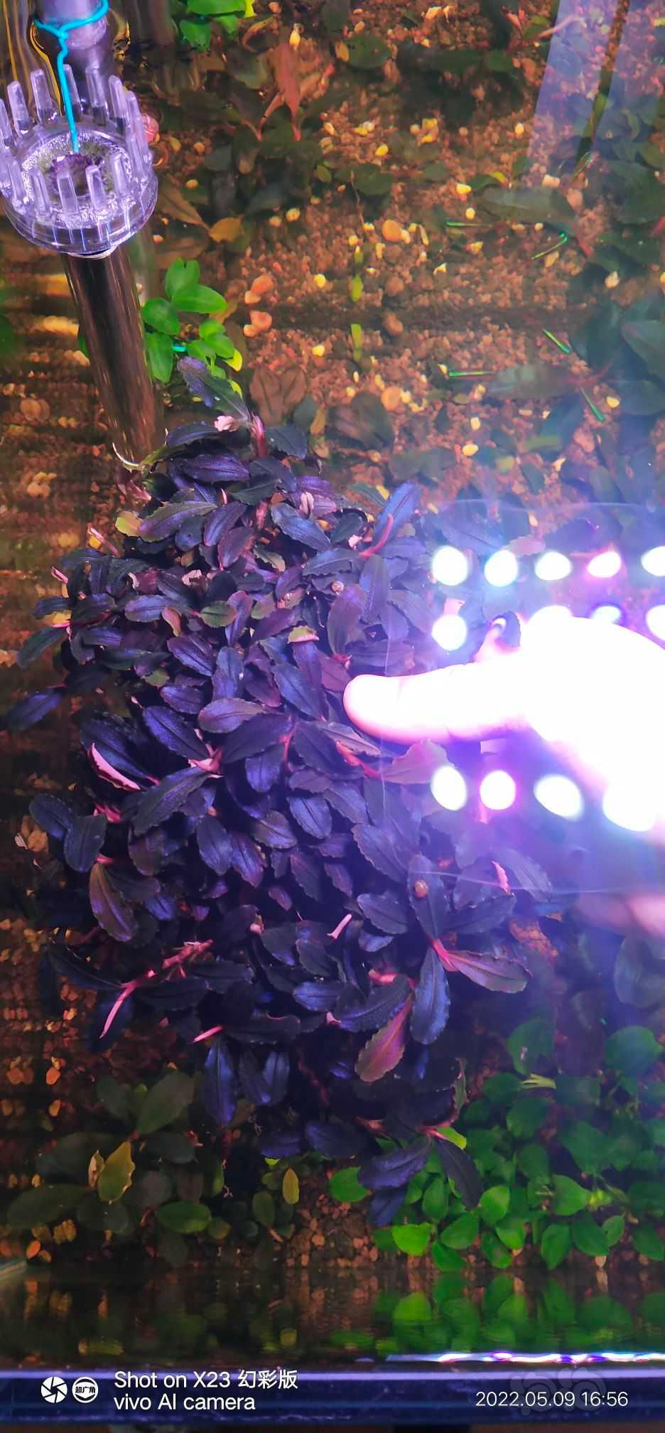 【辣椒榕】出超大丛11紫，估计有一米-图2