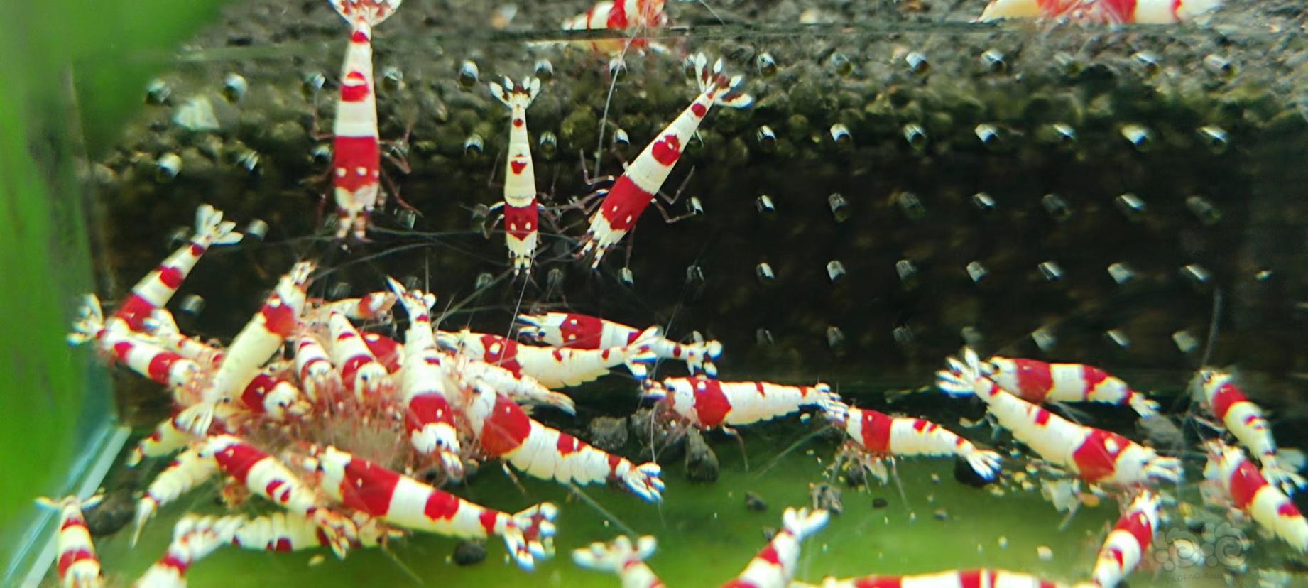 【水晶虾】红白清缸-图5