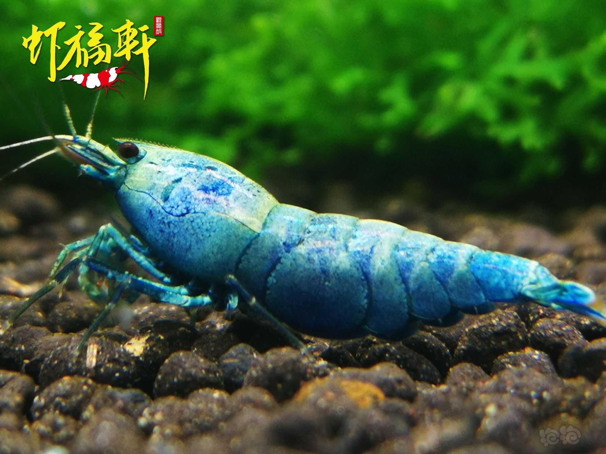 【虾】2022-05-21#RMB拍卖#蓝金刚繁殖组5只-图3