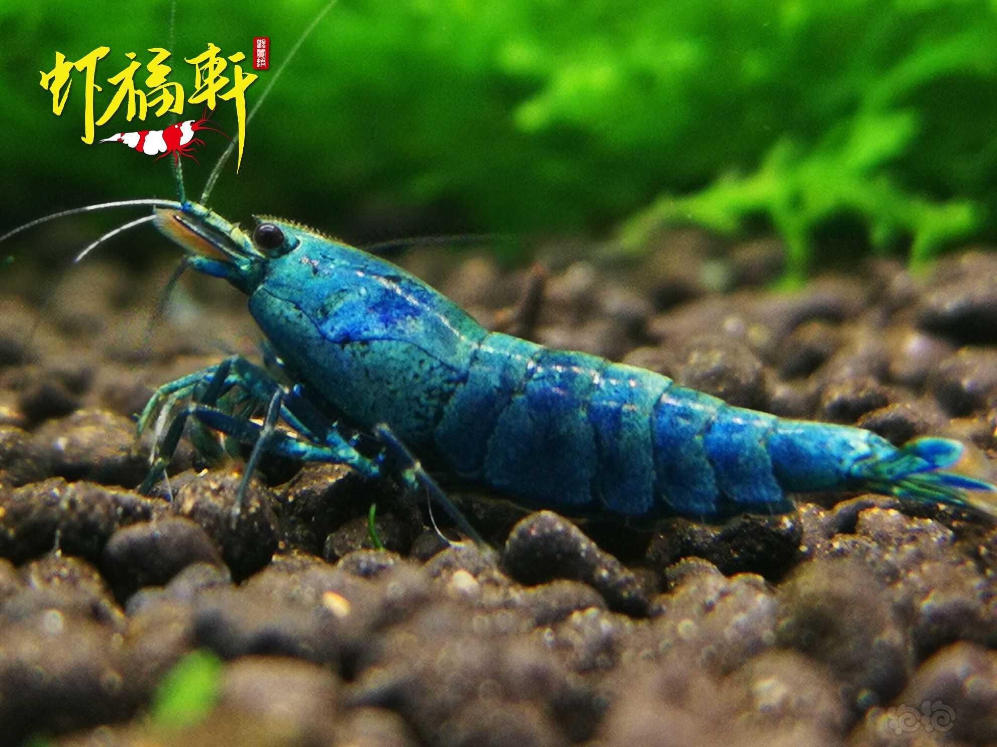 【虾】2022-05-05#RMB拍卖#蓝金刚繁殖组4只-图4