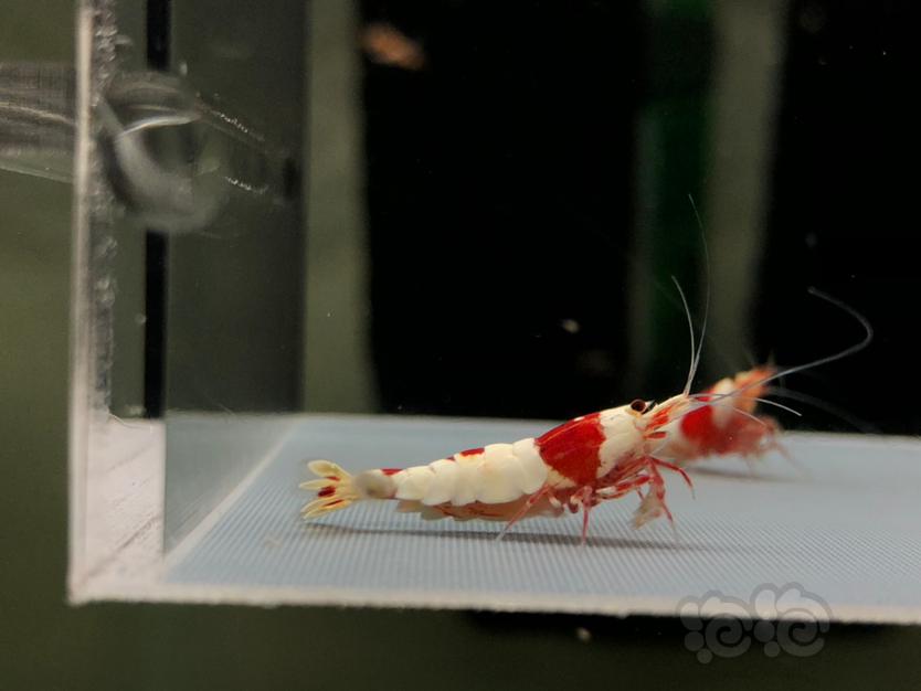 【虾】2022-5-23#RMB拍红白水晶虾一份5只。-图1