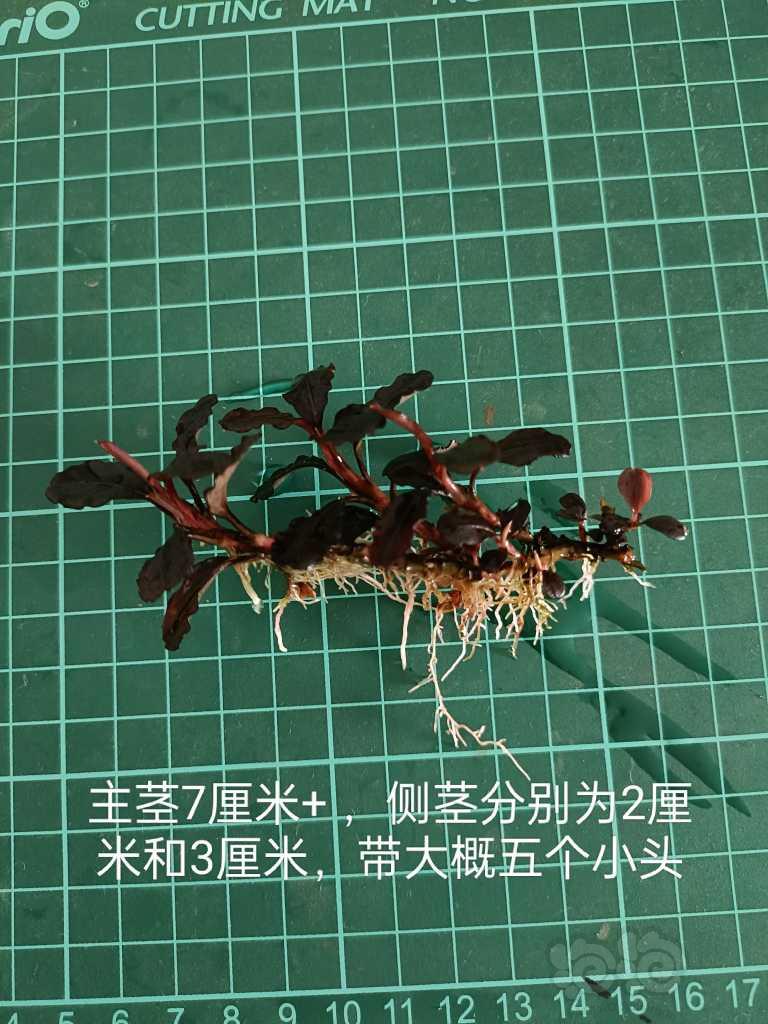 【水草】2022-05-25#RMB拍卖#数码繁殖丛一丛-图3