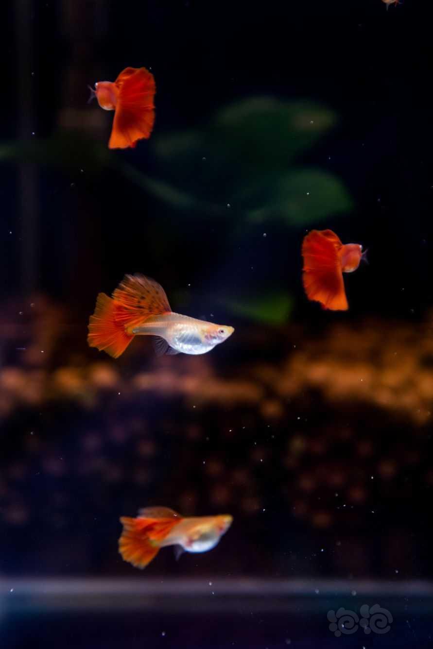 红鱼就是喜庆-图1