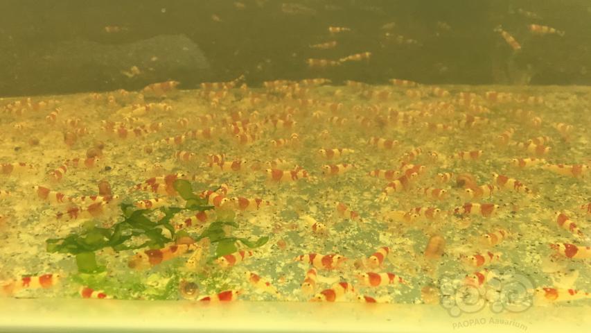 【水晶虾】出红白练手水晶虾 大公虾 工具虾 商品虾-图1