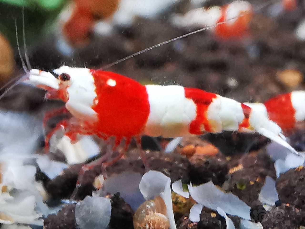 红白3段幼虾-图2