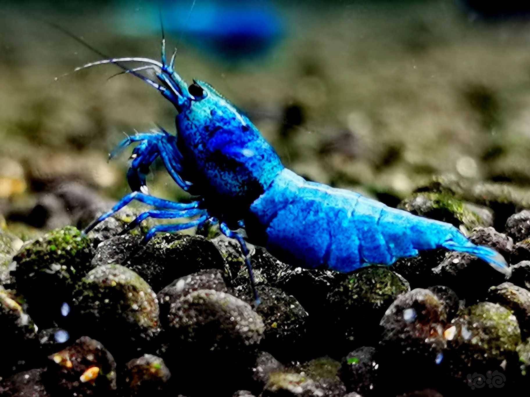 20220525rmb拍卖冠军血蓝金刚母虾4只