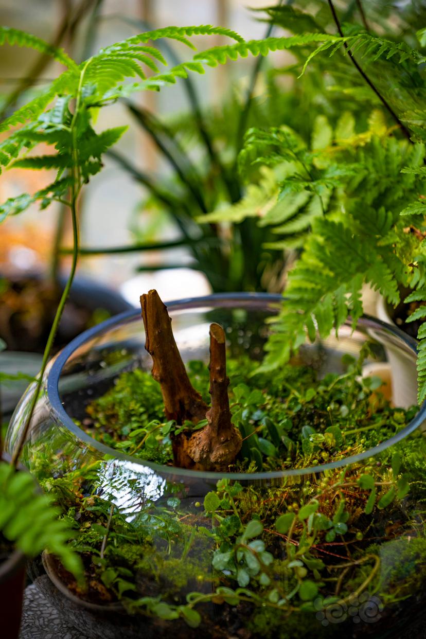 【微景观】简单的微景观苔藓雨林缸，有手就行-图1