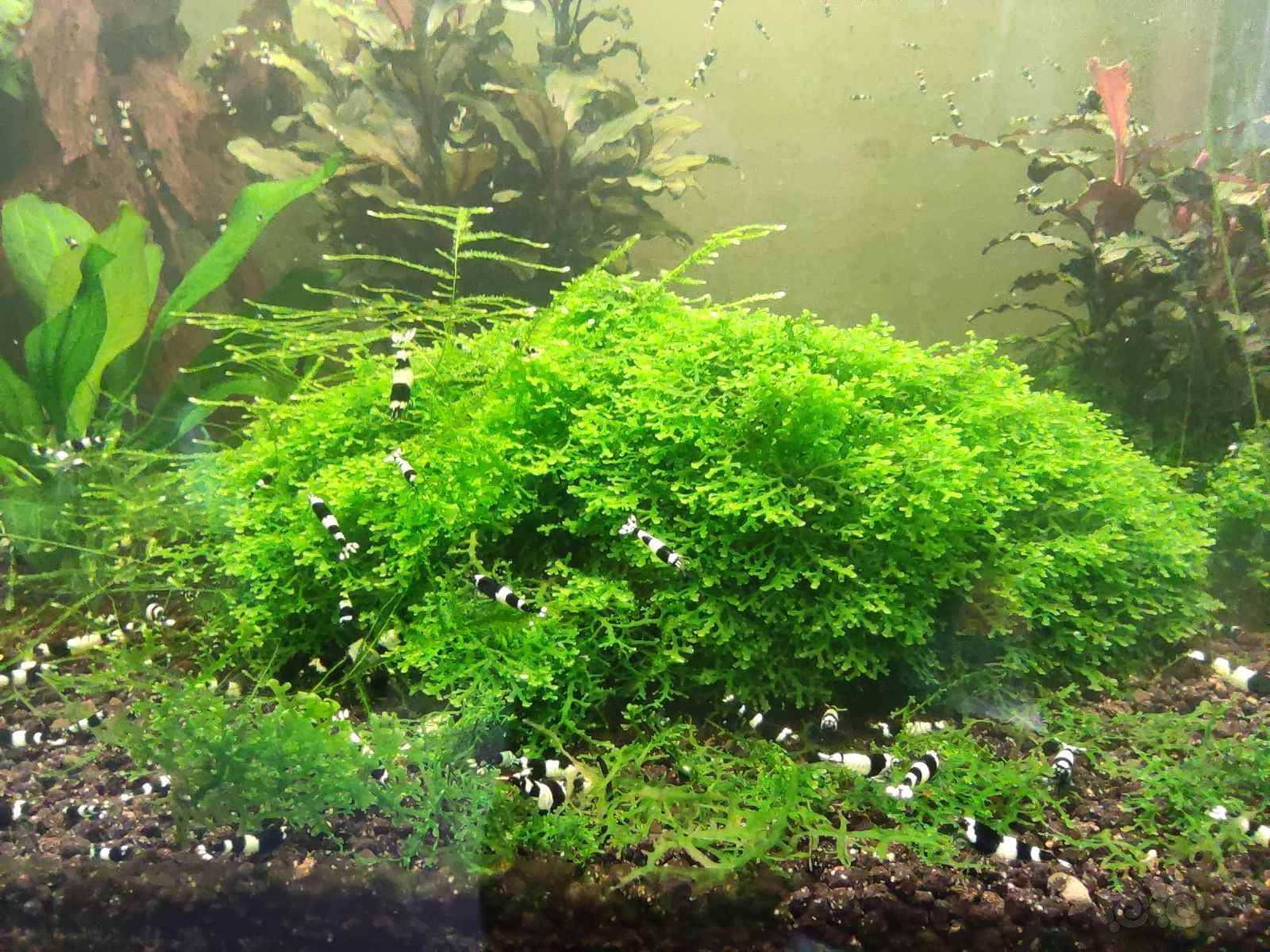 珊瑚莫斯 - 泡泡水族