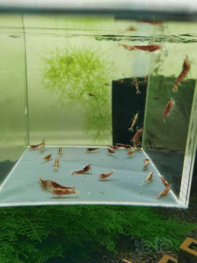 【虾】2022-5-21#RMB 拍卖红银河鱼骨水晶虾30只-图3