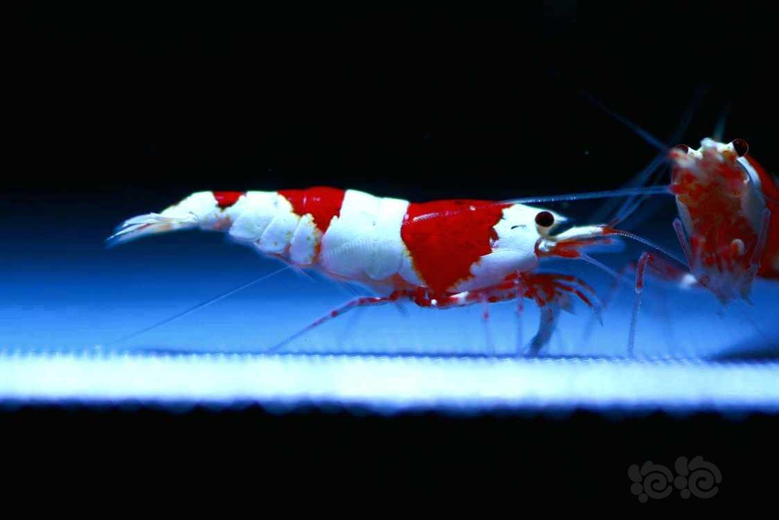 【虾】2022-05-24#RMB拍卖#系统红白繁殖组1公2母-图3