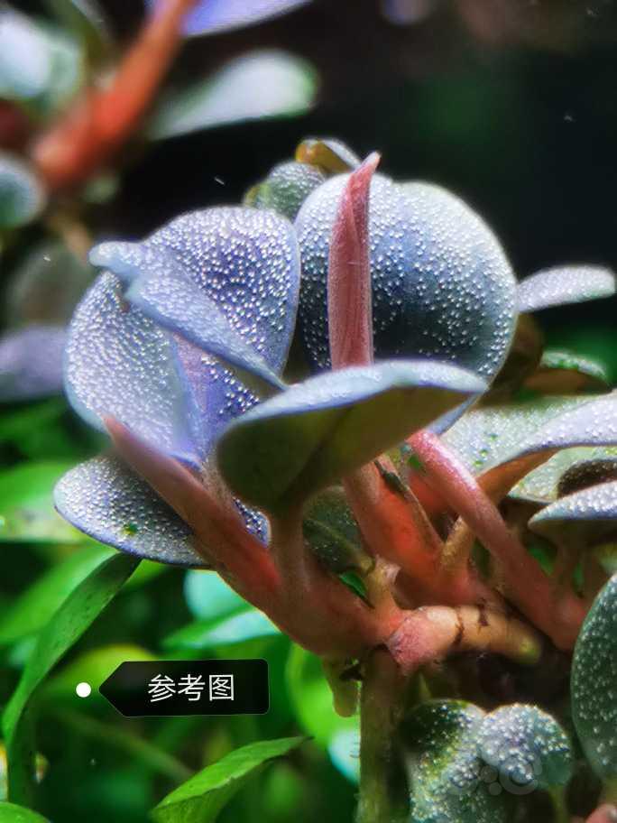 【水草】2022-06-20#RMB拍卖#自转水辣椒榕-图7