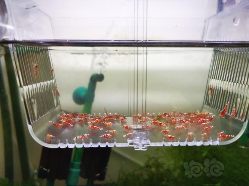 【虾】2022-06-20#RMB拍卖红花虎幼虾一组100只-图1