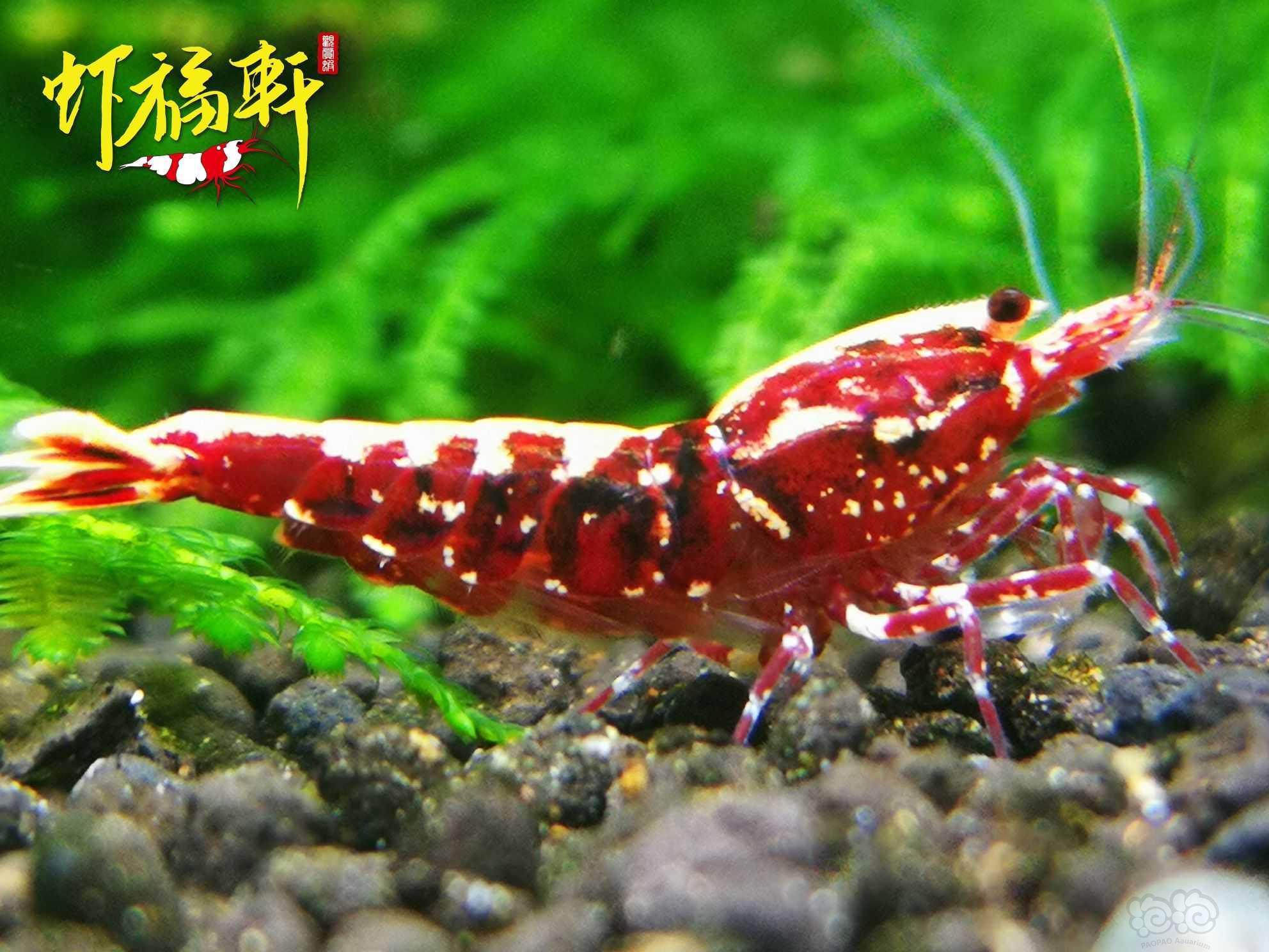 【虾】2022-06-07#RMB拍卖#红银河星钻5只-图5