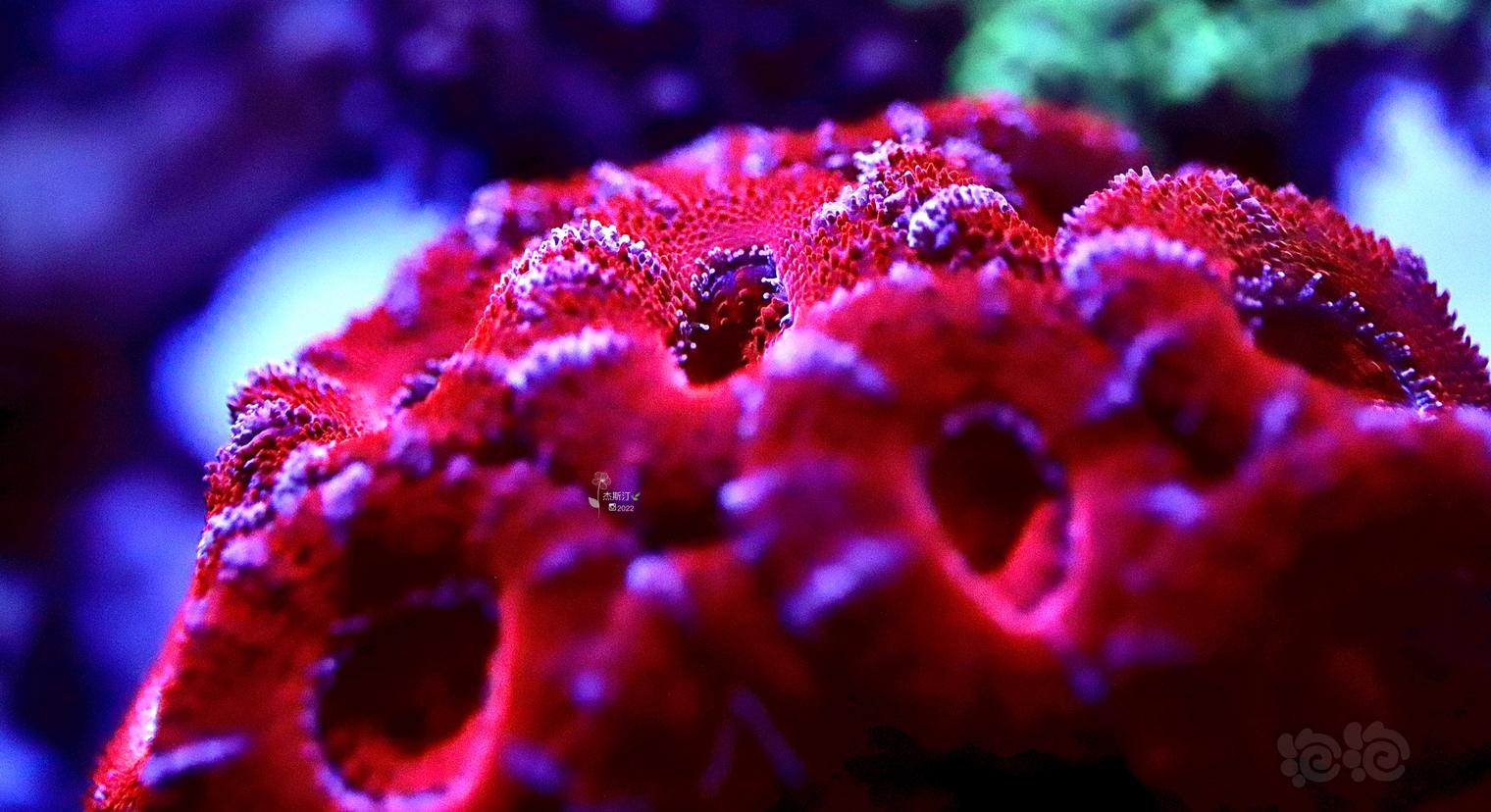 美丽的红色脑珊瑚-图4