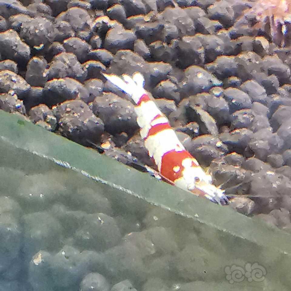 【水晶虾】红白1.5元，红花虎2元-图5